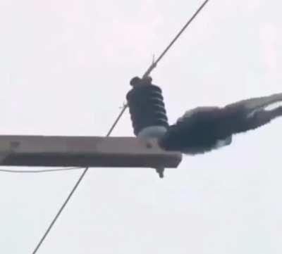 This monkey is so silly lol