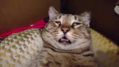 After Tirelessly Working For A Day