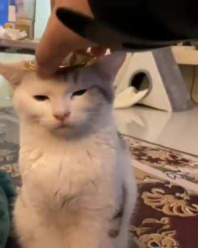 Her highness accepts the crown