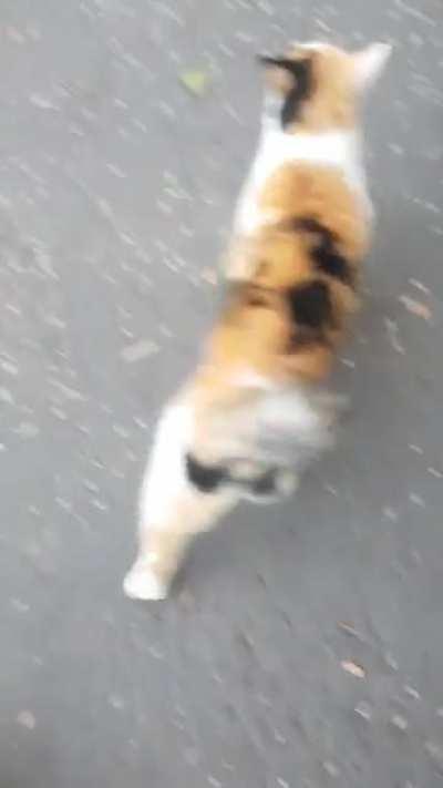 Neighbourhood cat won’t let us pass unless we pay in pets