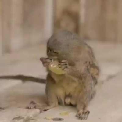 🔥 The pygmy marmoset is the smallest monkey on the planet.