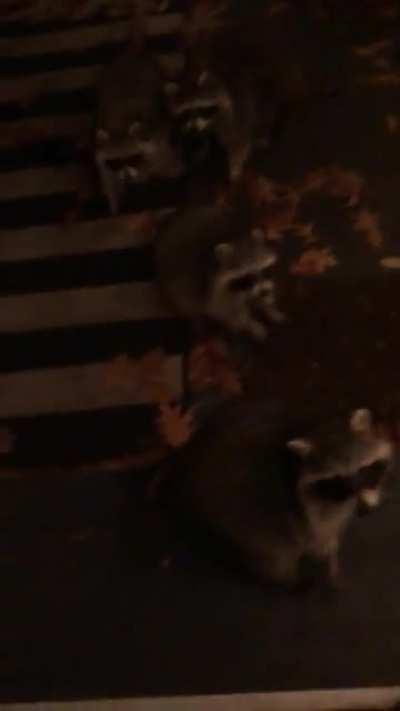This family/group of 4 come by my back porch every single night 🦝 🖤