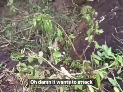 Ukrainian military uses their wits to regain the lost positions captured by the wild Marbled polecat.