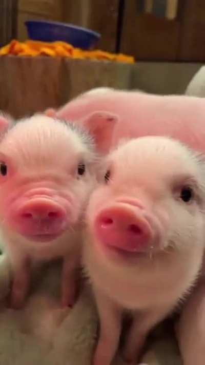 Absolutely adorable micropigs