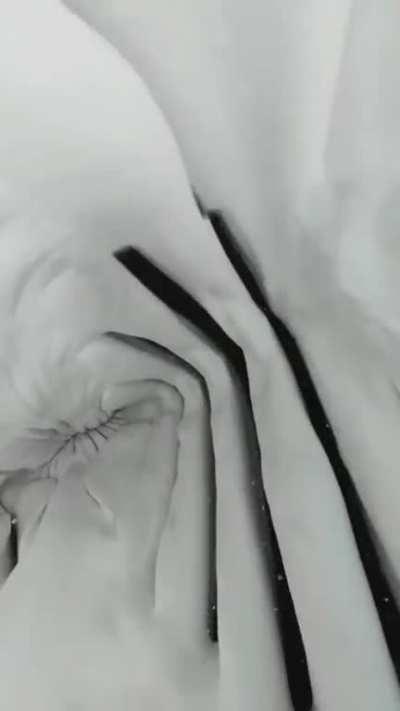 Ever wondered what a tiger shark's gullet looks like?