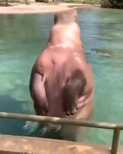 Water bear does a back flip