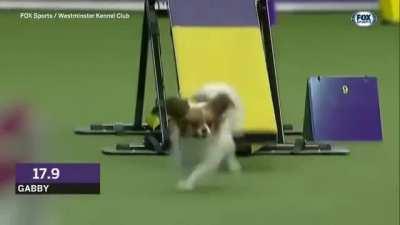 The force is strong with this one (Gabby the papillon Crufts show)