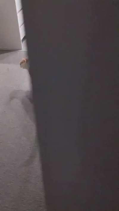 Sammy's not happy with being left home all day