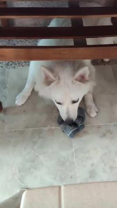 My sock loving guilty ass being. [Translation for video: Put the sock down and go downstairs.]