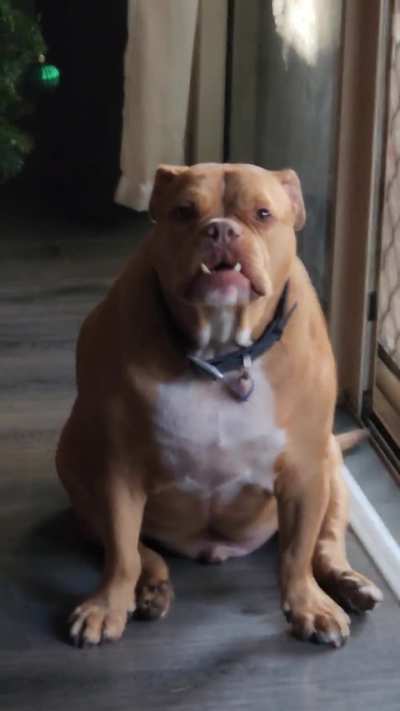 My beautiful boy, who hates both Christmas AND being filmed.