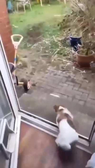 I'm gonna get that cat! No I'm not!