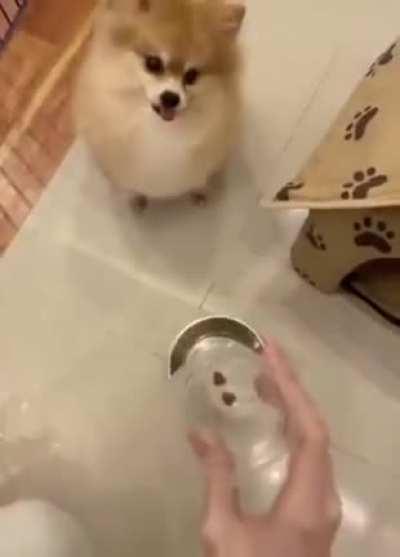 Informação: Cachorros não gostam de dieta MonkaW