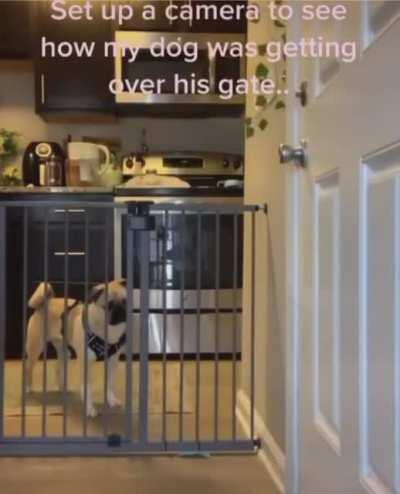 When the dog watches titanfall gameplay