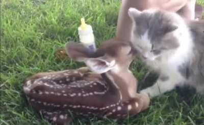 Kitty meets Bambi