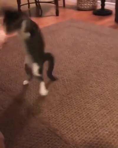 “Raptor kitty loves her toy”