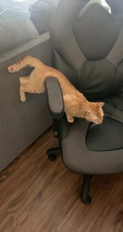 Step cat….I’m stuck