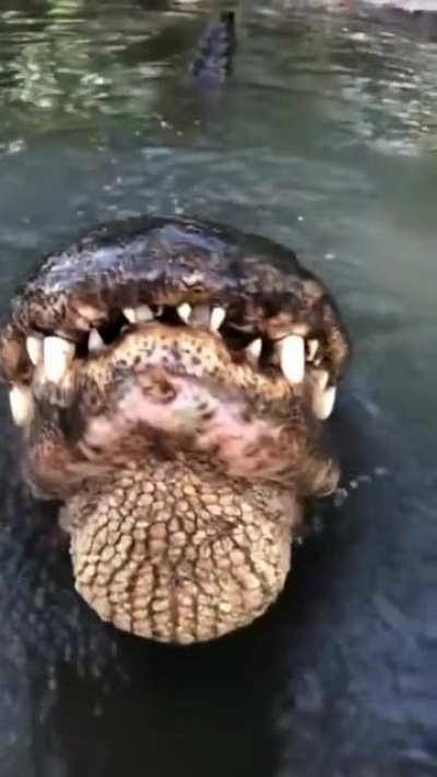 That v8 sound though