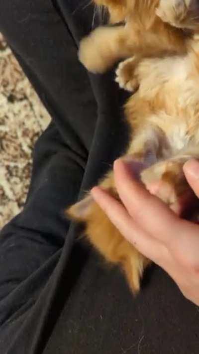 Panda hungers for flesh.