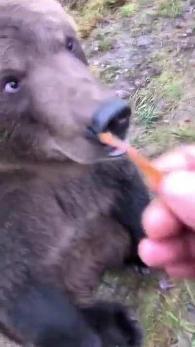 Ah yes let me just shove my hand down this bear’s throat