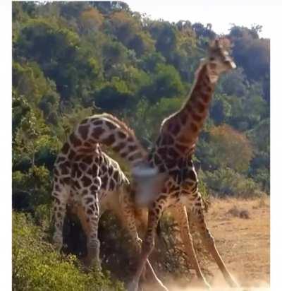 How Giraffes Fight