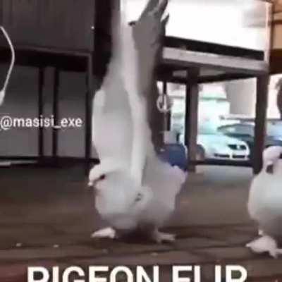 Da série Monkey Flip apresento-lhes - PIGEON FLIP