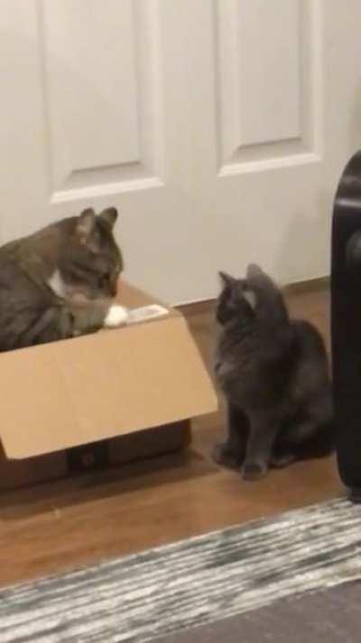 What is this thing you call “taps?”?Learning to cat...