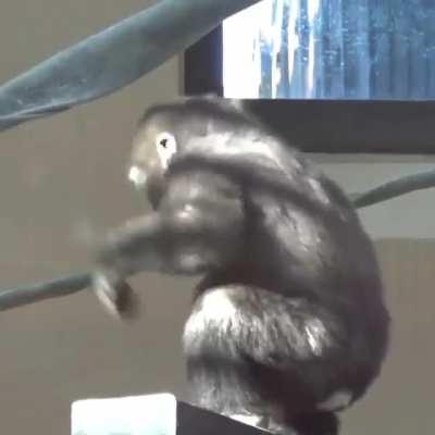 My fave monke: Kintaro 💕