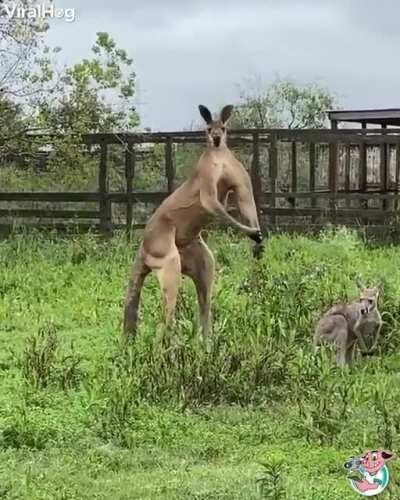 There's no reason for him to he this big