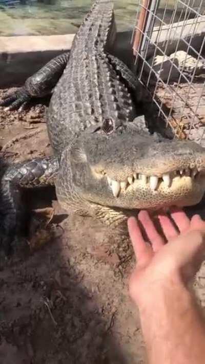The owner pets being treated as a cat.