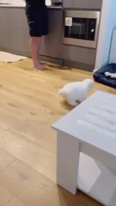 Excited for food zoomies