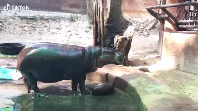 Throwback to Moo Tun in his chaos avocado stage