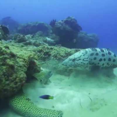 Large Grouper being protective of his Moray companion; the two species often hunt/defend territory together and tend to pick favorites.