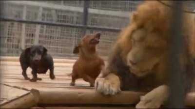 #dachshunds #lion