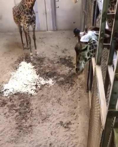 Baby giraffe meets dad for the first time. Watch the parents embrace at the end