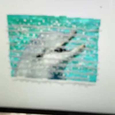 Desktop dolphin inception.