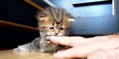 cute kitten
