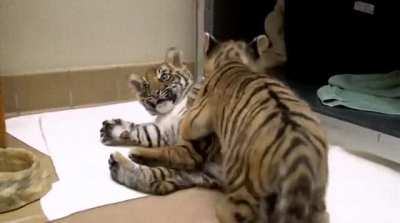 Bengal and Sumatran tiger cub
