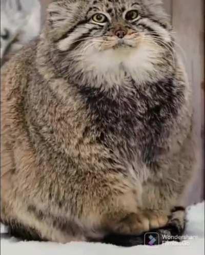 Some prime fluffy scrunge