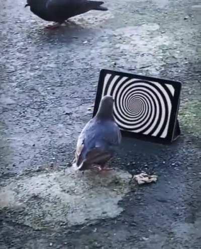 Drone orientation Live