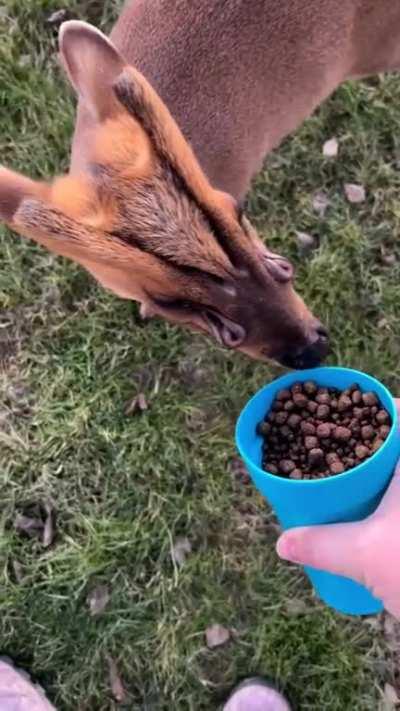 Muntjac deer have noticeable “holes” on their faces. These “holes” aren't actually holes. They are scent glands that muntjac deer use to mark their territories.