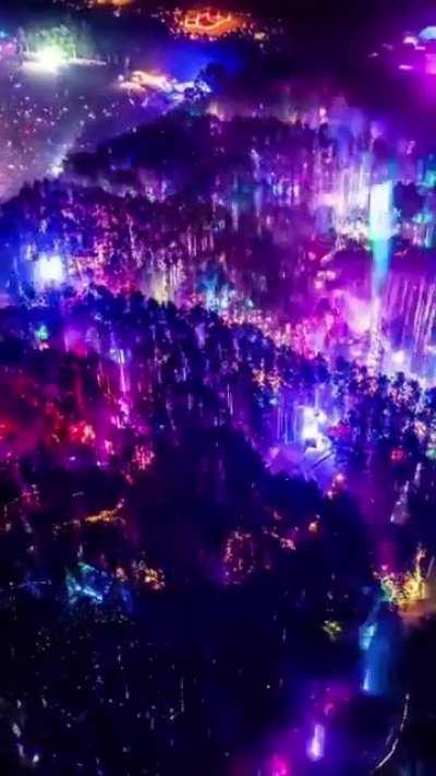 This forest transformed with LEDS