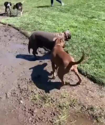 Golden Retriever take a relaxing mud bath.