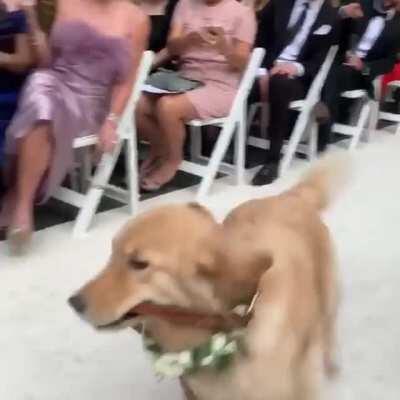 Precious boy at a wedding