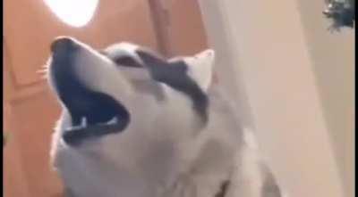 Doggo sings in perfect harmony.