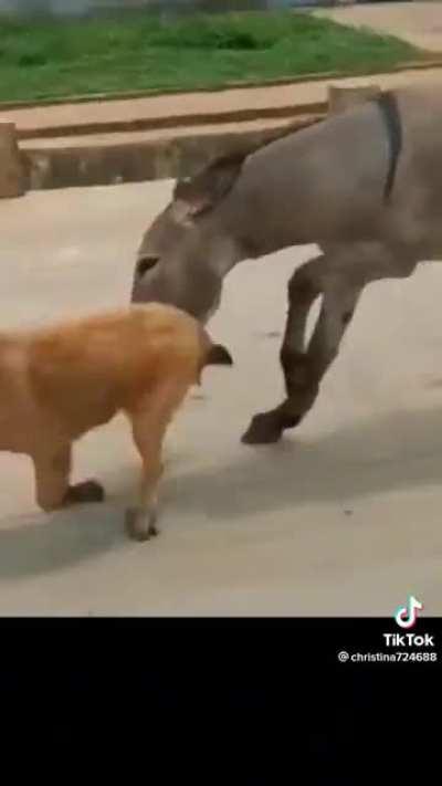 To bully a donkey