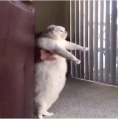 The chonk approacheth