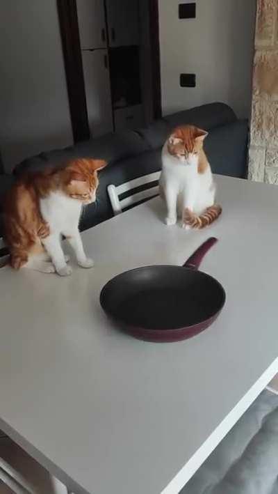 Cats Fascinated by Spinning Pan