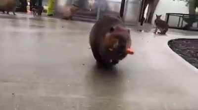 When you forget to get a basket at the supermarket for your stuff.