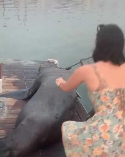 HMC while I pet this wild animal