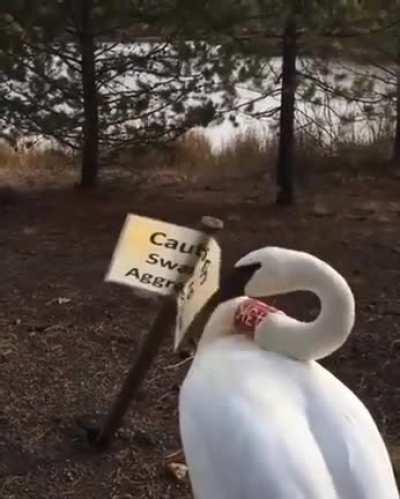 To warn about swans